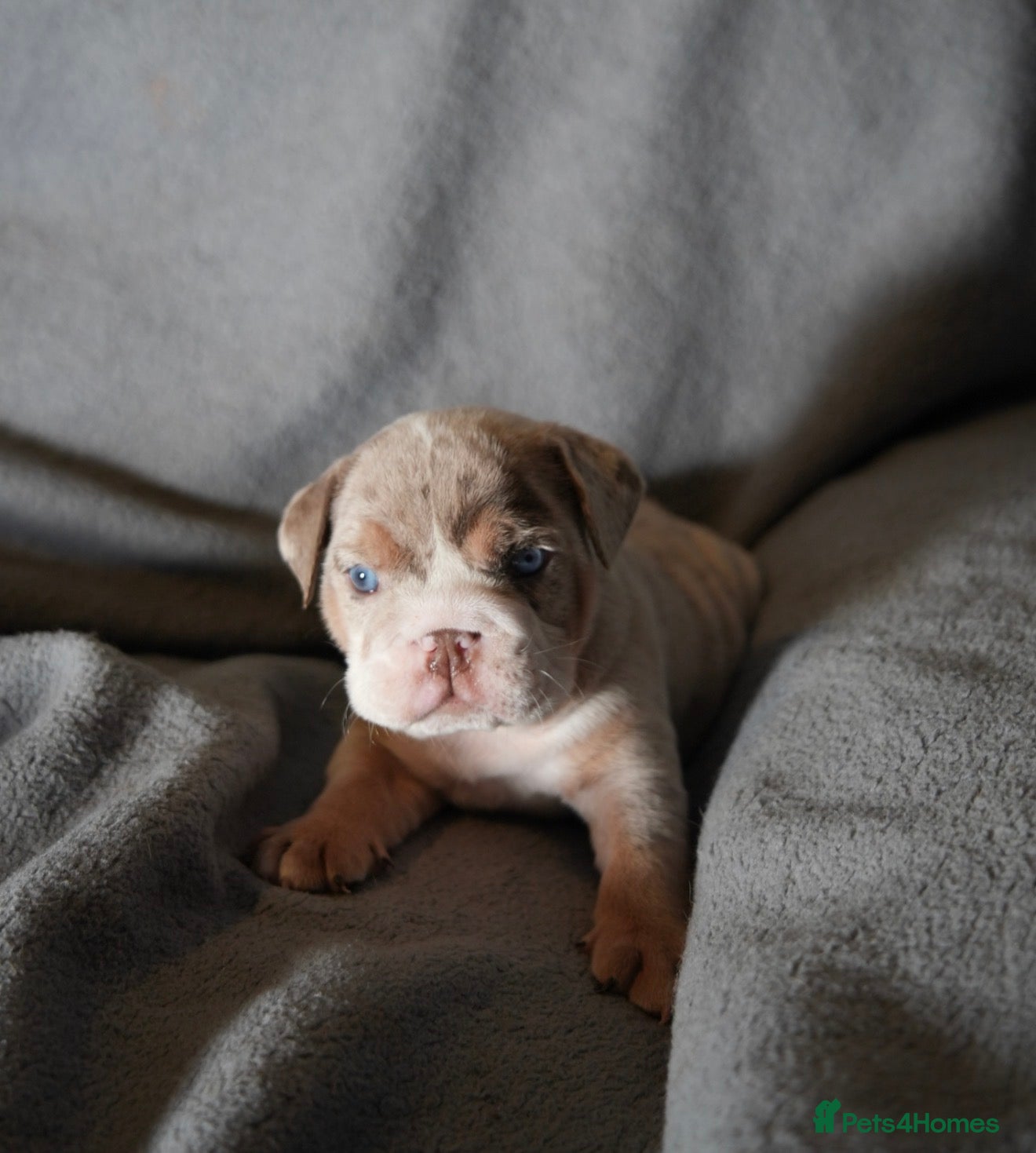 English Bulldog dogs ENGLISH BULLDOG PUPs FOR SALE🖤 - Advert 9