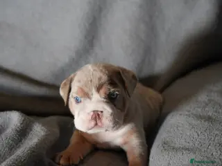 English Bulldog dogs ENGLISH BULLDOG PUPs FOR SALE🖤 - Advert 9