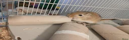 Gerbil rodents for sale: Full gerbil set up an 2 gerbils. in Caerphilly - Advert 2