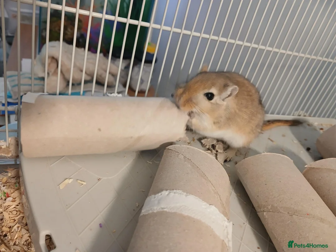 Gerbil rodents for sale: Full gerbil set up an 2 gerbils. in Caerphilly - Advert 2