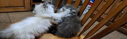 Ragdoll cats for sale: 2 ragdoll cross persian kittens - Advert 4