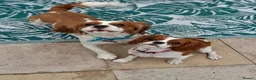 Cavalier King Charles Spaniel dogs for sale: 2 cavalier king charles - Advert 8