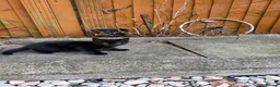 Mixed Breed cats for sale: Mixed litter kittens 🐱  - Advert 11