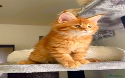 Maine Coon cats for sale: Maine Coon XXXL - Advert 18