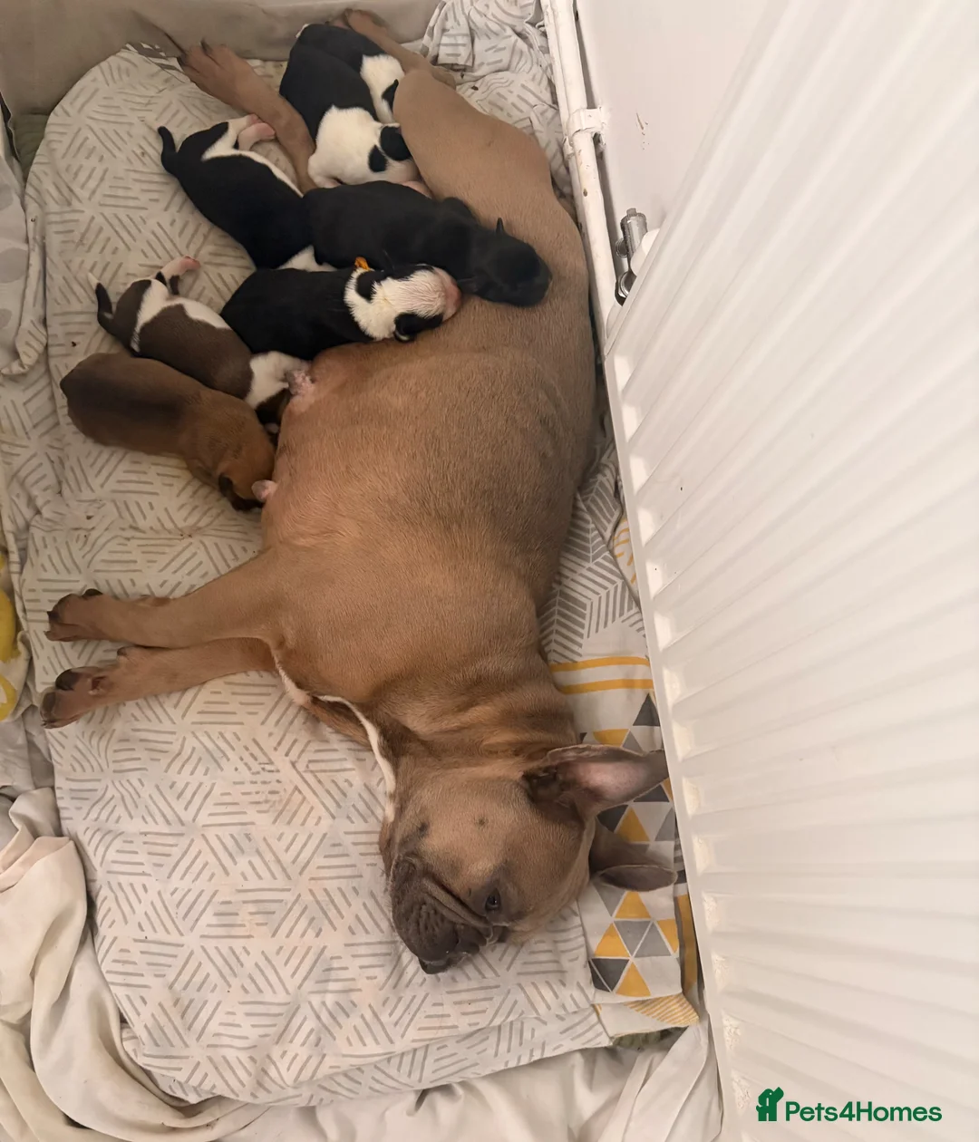 Mixed Breed dogs for sale: French bulldog x collie in Telford - Advert 9