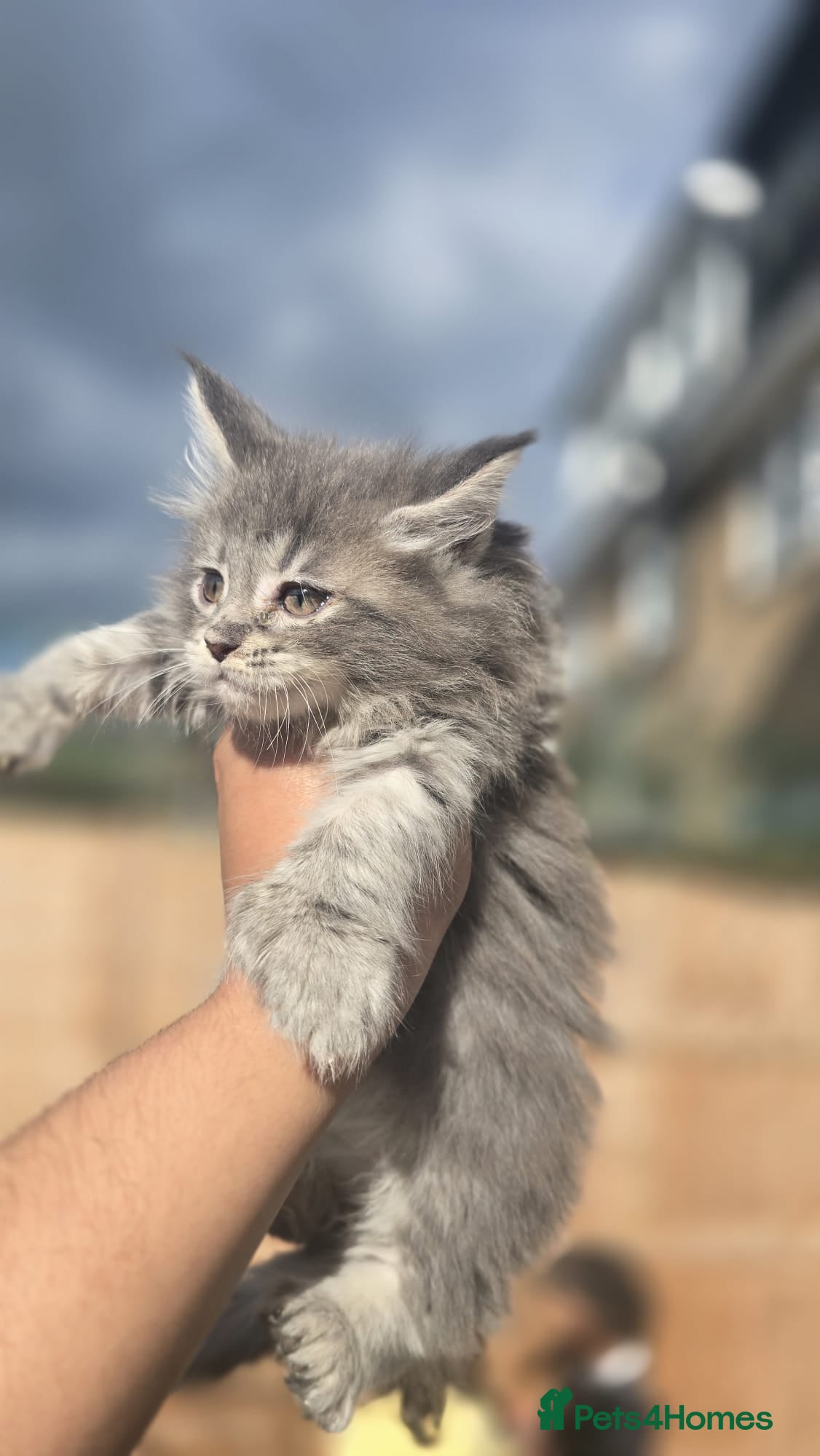 Maine Coon cats 🏅Polydactyl maine coon kitten🏅 - Advert 18