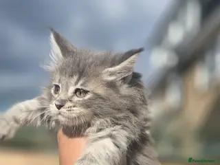 Maine Coon cats 🏅Polydactyl maine coon kitten🏅 - Advert 18