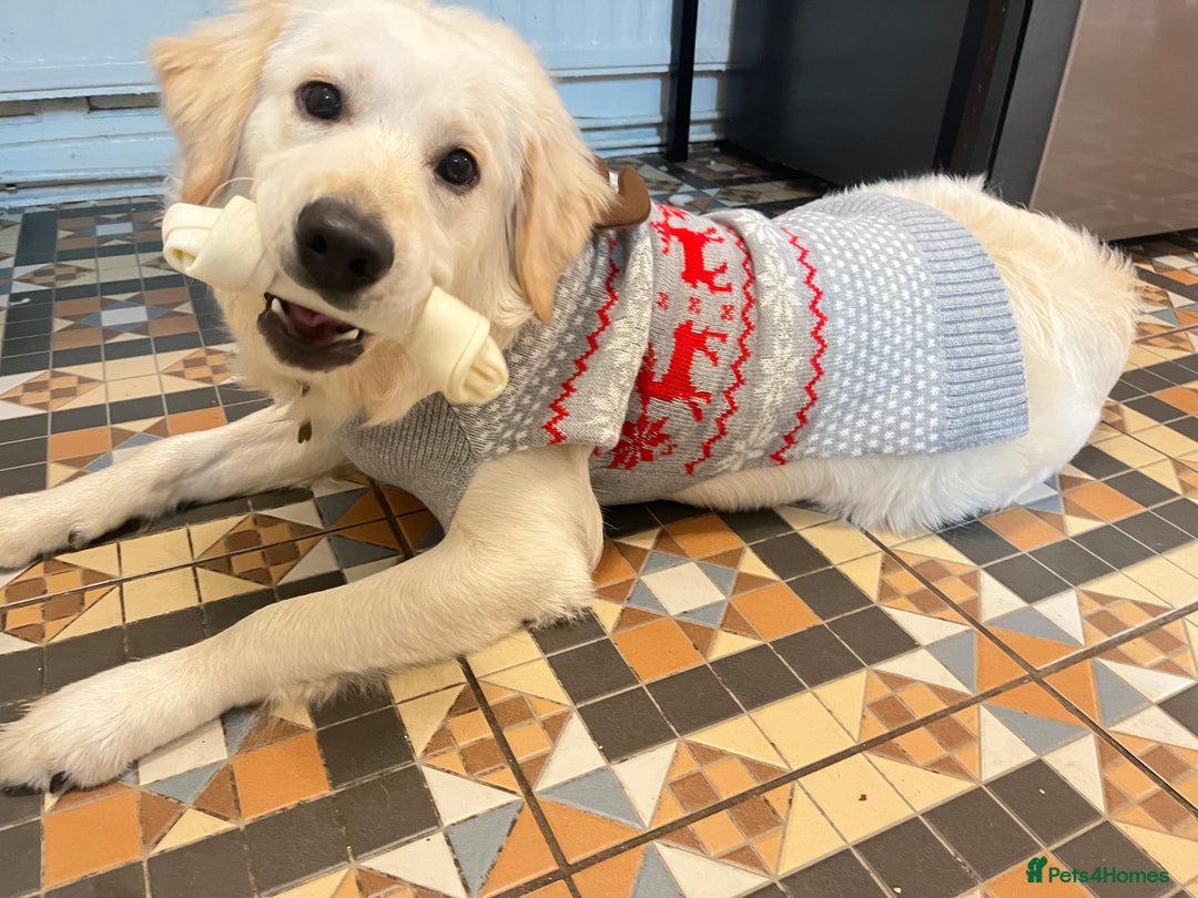 Golden Retriever dogs for sale: Golden retriever 17 month old - Image 3