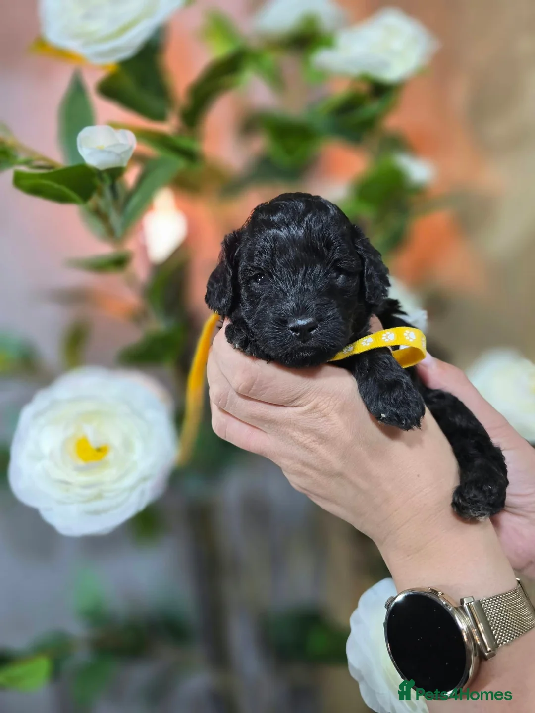 Toy Poodle dogs for sale: Silver toy poodle  - Advert 2