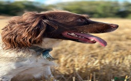 English Springer Spaniel dogs for sale: Springer spaniel puppies  - Image 14