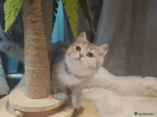British Shorthair cats TICA Blue golden, lilac gold, - Advert 15