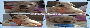 Blue collar boy