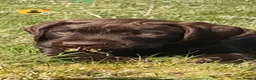 German Wirehaired Pointer dogs for sale: Working gwp x lab puppy for sale - Advert 1