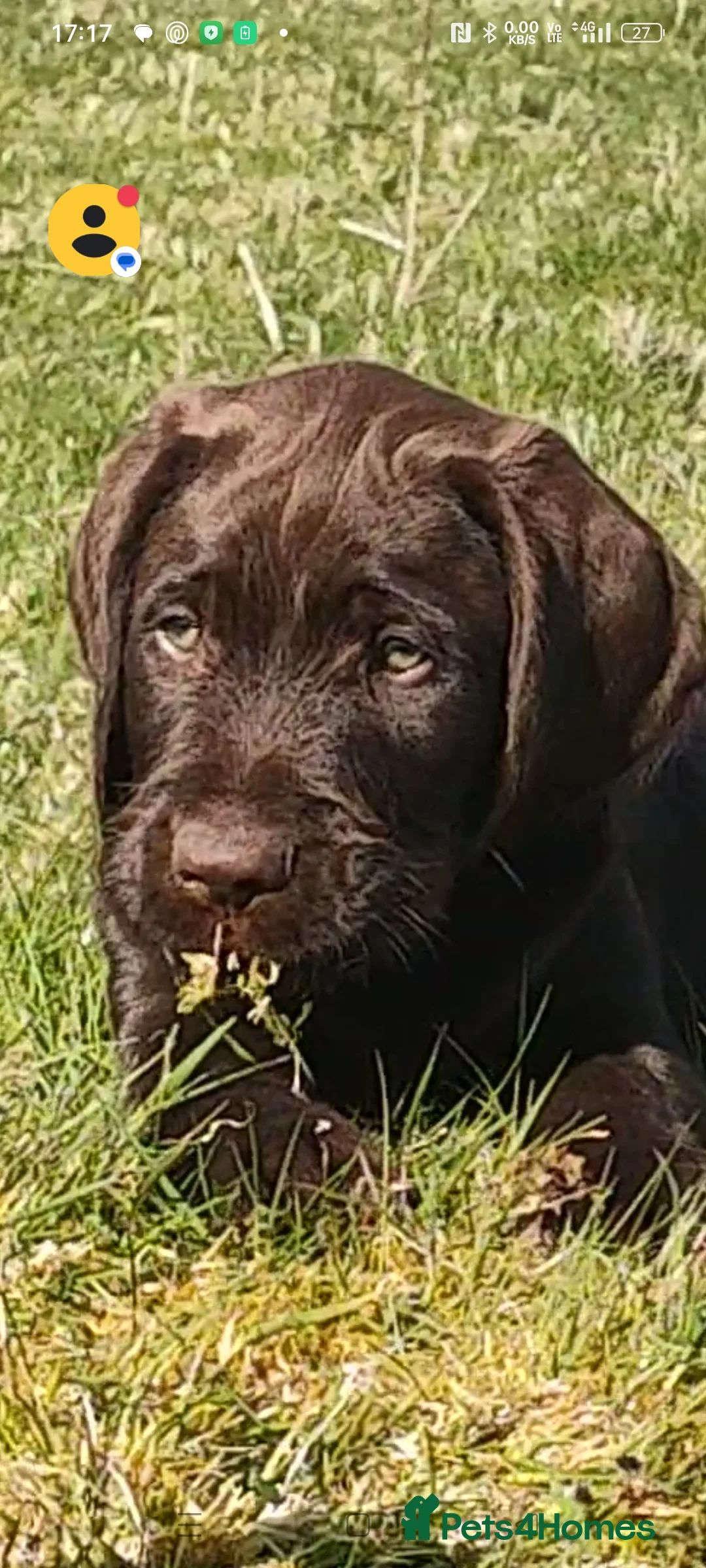 German Wirehaired Pointer dogs for sale: Working gwp x lab puppy for sale - Advert 1
