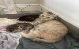 Scottish Fold cats for sale: 2 beautiful Scottish fold kittens  - Image 8