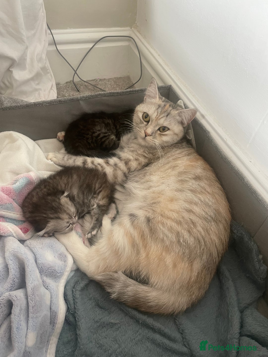 Scottish Fold cats for sale: 2 beautiful Scottish fold kittens  - Image 8