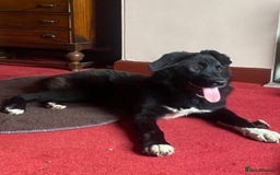 Mixed Breed dogs for adoption: Meet Buffy, currently residing in Cheshire  - Image 2