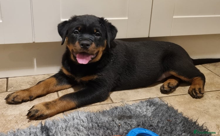 Rottweiler dogs - Advert 2