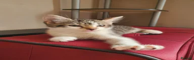 Gray and white kitten 
