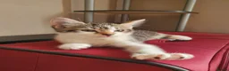Domestic Shorthair cats for sale: Kittens for sale - Advert 11