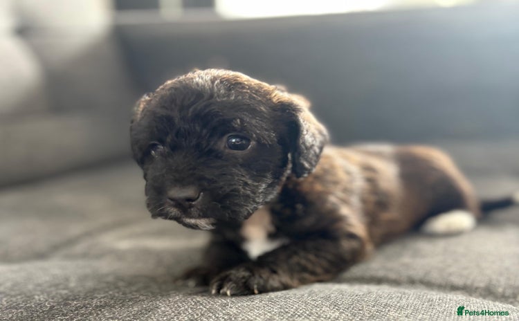 Mixed Breed dogs - Advert 11