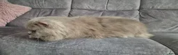 British Longhair cats for sale: Beautifiul Retired Lilac 'Queenie' - Advert 8