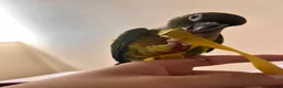 Conures birds for sale: Mr meto - Advert 2