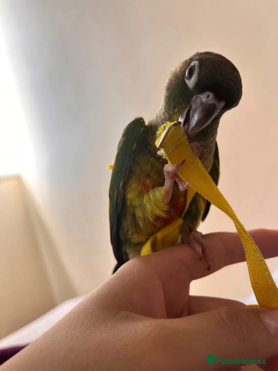 Conures birds for sale: Mr meto - Advert 2