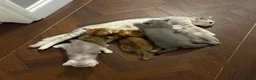 British Shorthair cats for sale: Exquisite litter of rare silver and golden bsh. - Advert 3