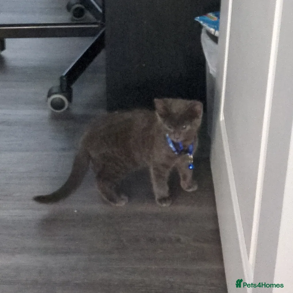 Mixed Breed cats Russian Blue Tabby mixed kitten boy - Advert 1
