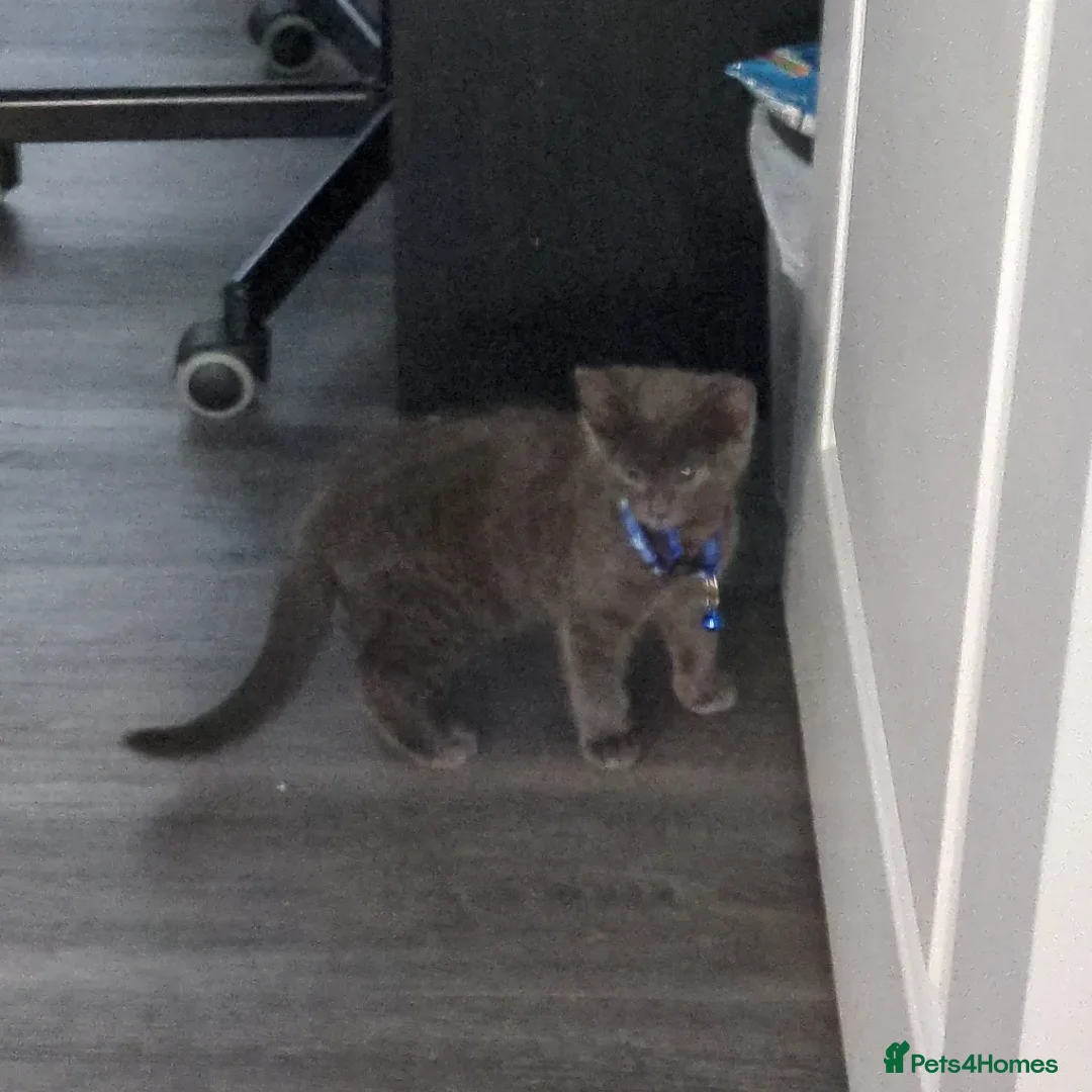 Mixed Breed cats for sale: Russian Blue Tabby mixed kitten boy in Exeter - Advert 1