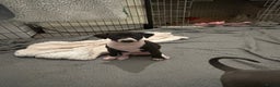 Italian Greyhound dogs for sale: Italian greyhound pups  - Advert 2