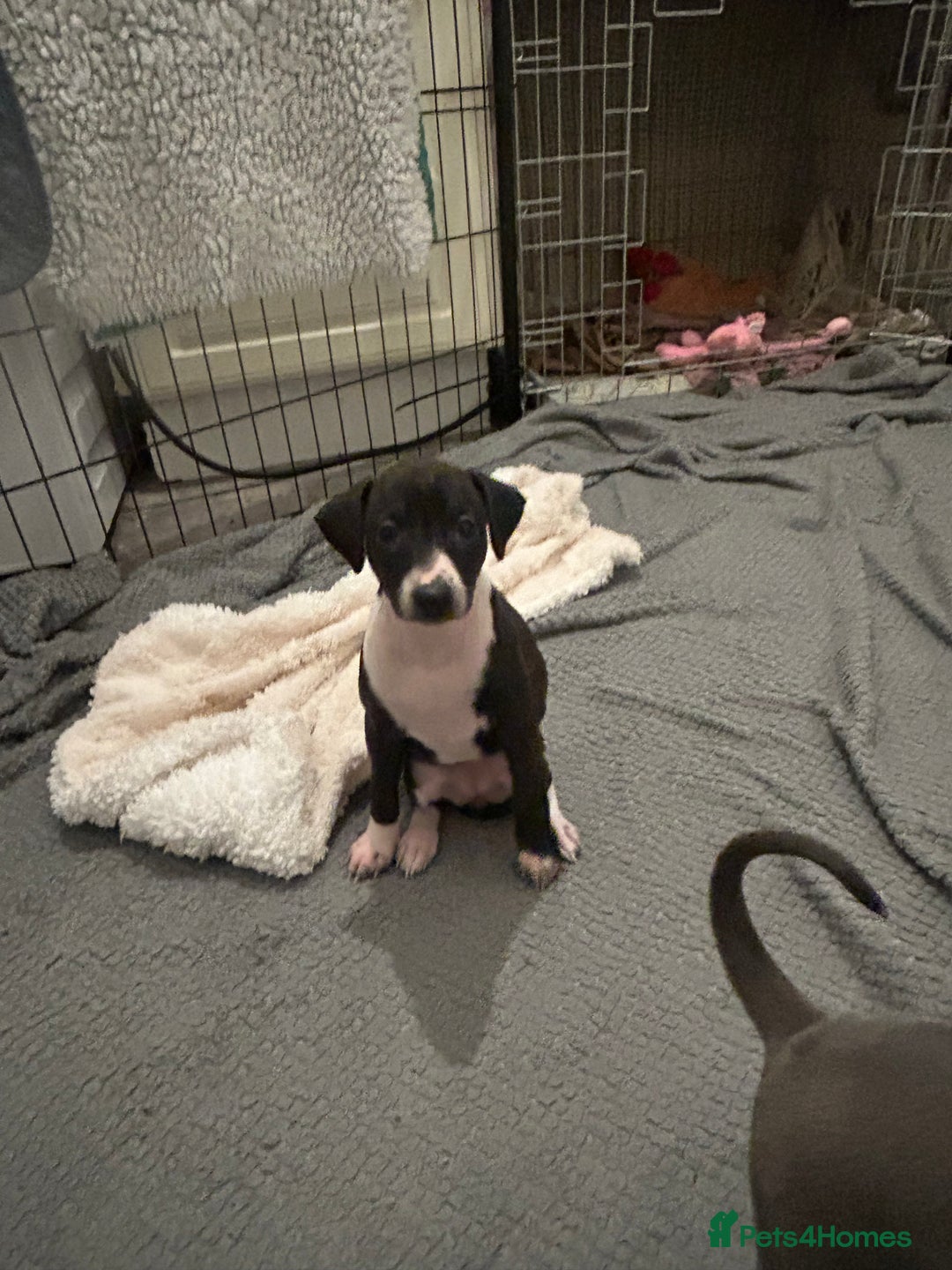 Italian Greyhound dogs for sale: Italian greyhound pups  - Advert 2