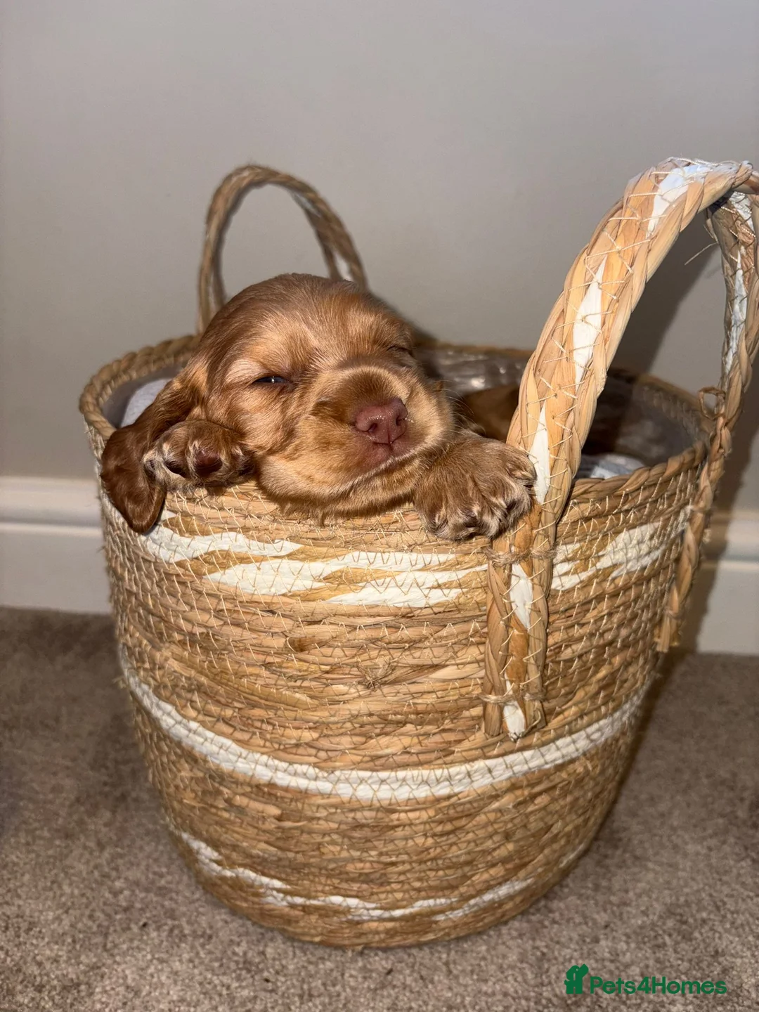 Cockapoo dogs for sale: Beautiful Apricot F1B Cockapoo Puppies  - Advert 6