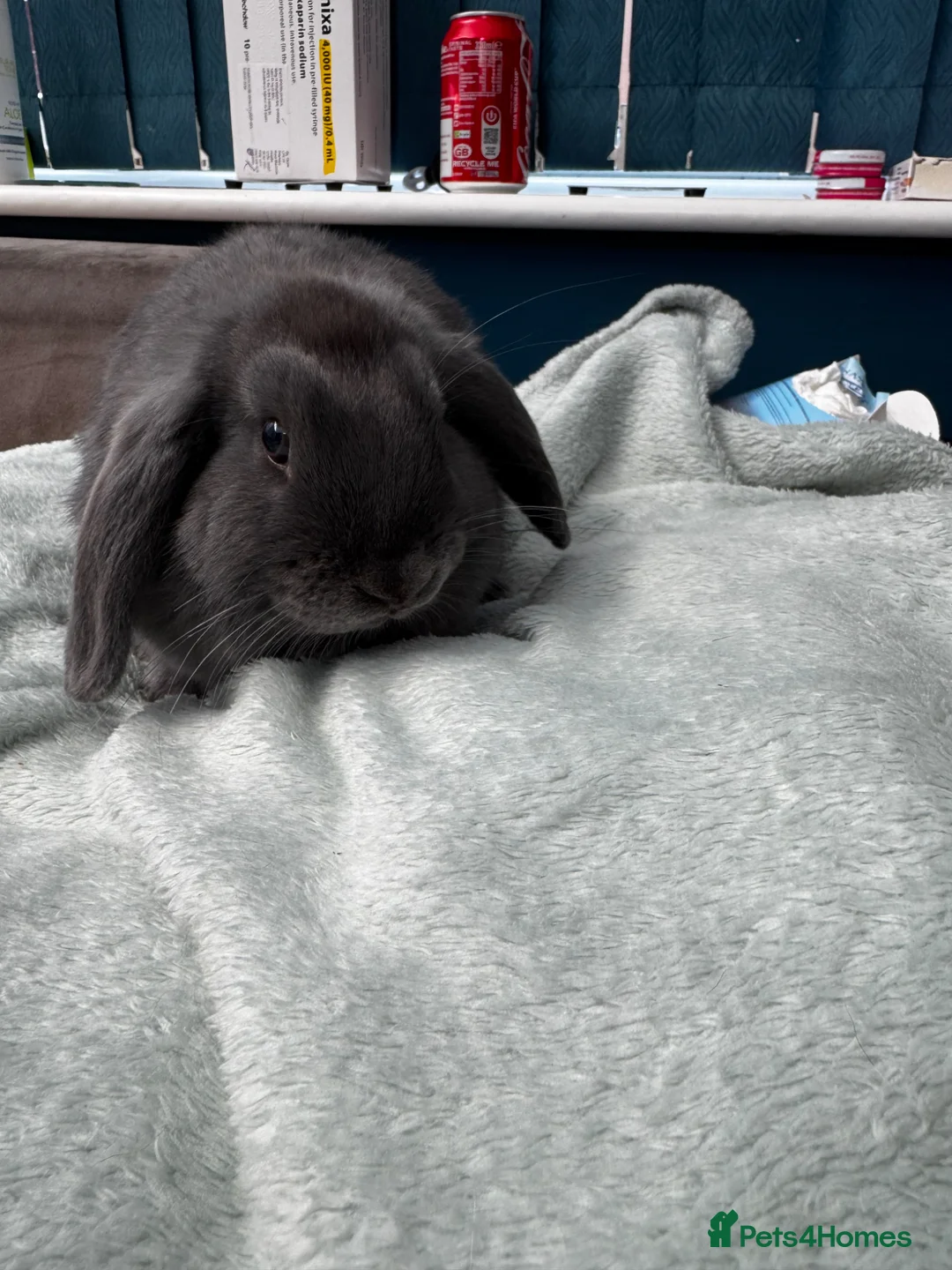 Mixed Breed rabbits for sale: Mini Lop/Angora White Boy Grey Girl in Blackburn - Advert 6