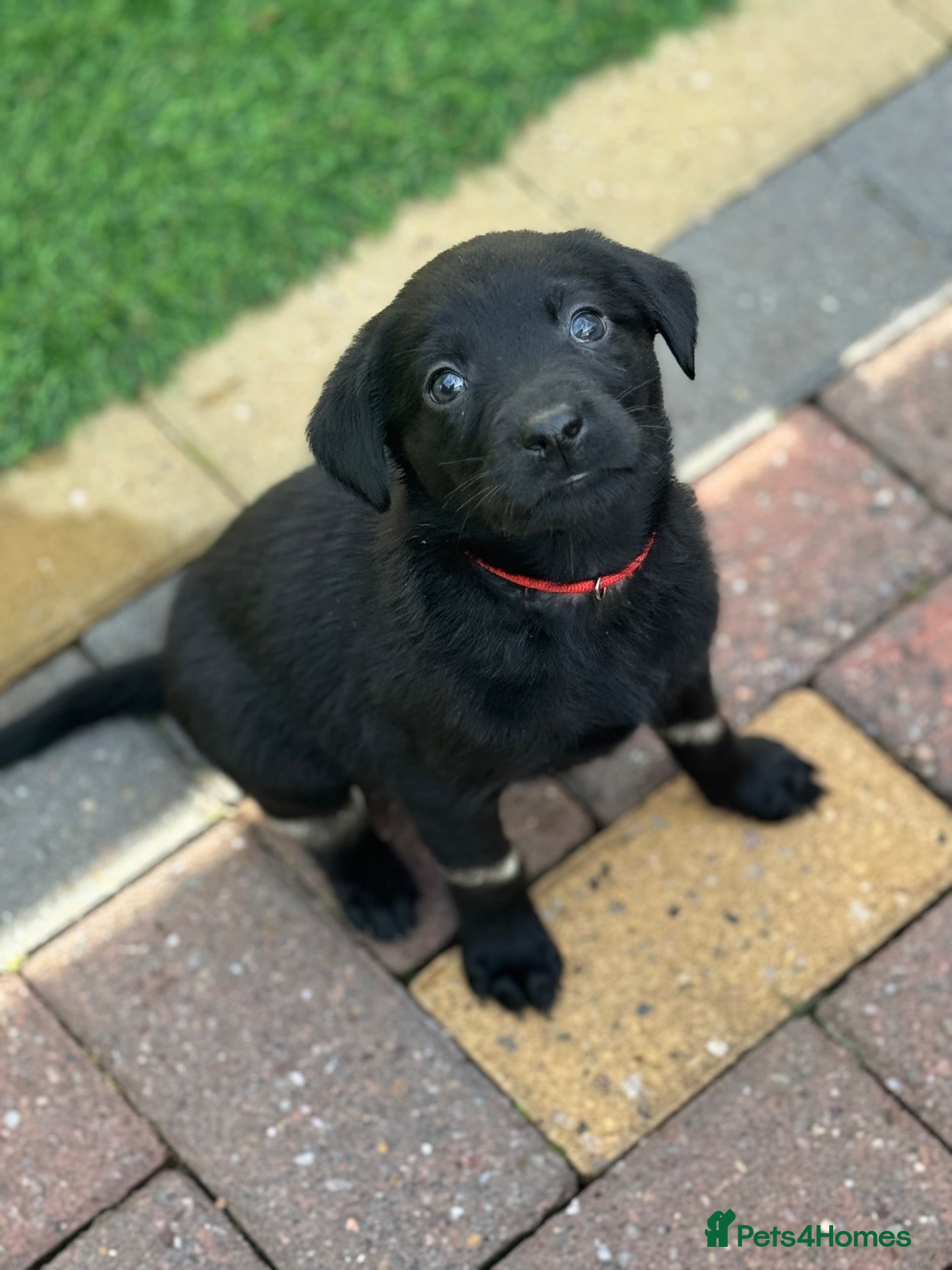 Labrador Retriever dogs 🐶 KC LABRADOR PUPPIES 🐶 - Advert 1