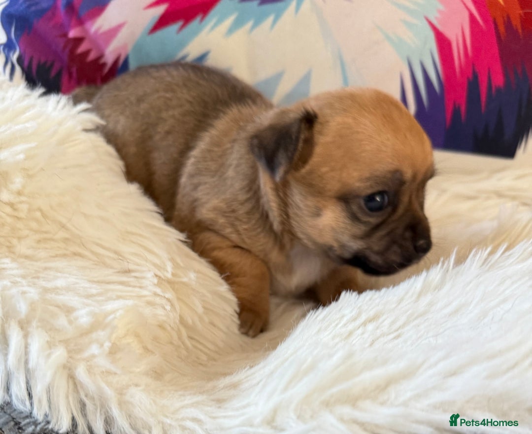 Chihuahua dogs for sale: Stunning Little Short Coat Chihuahuas - Image 5