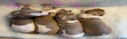 Whippet dogs for sale: Stunning whippet Bitch puppy  - Advert 7
