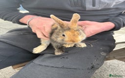 English Spot rabbits for sale: English spot x dwarf  - Image 2