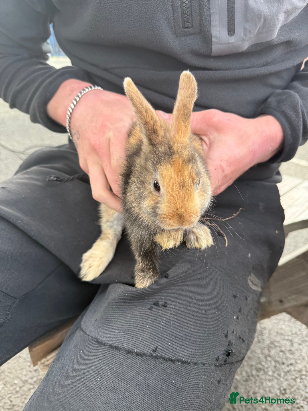 English Spot rabbits for sale: English spot x dwarf  - Image 2