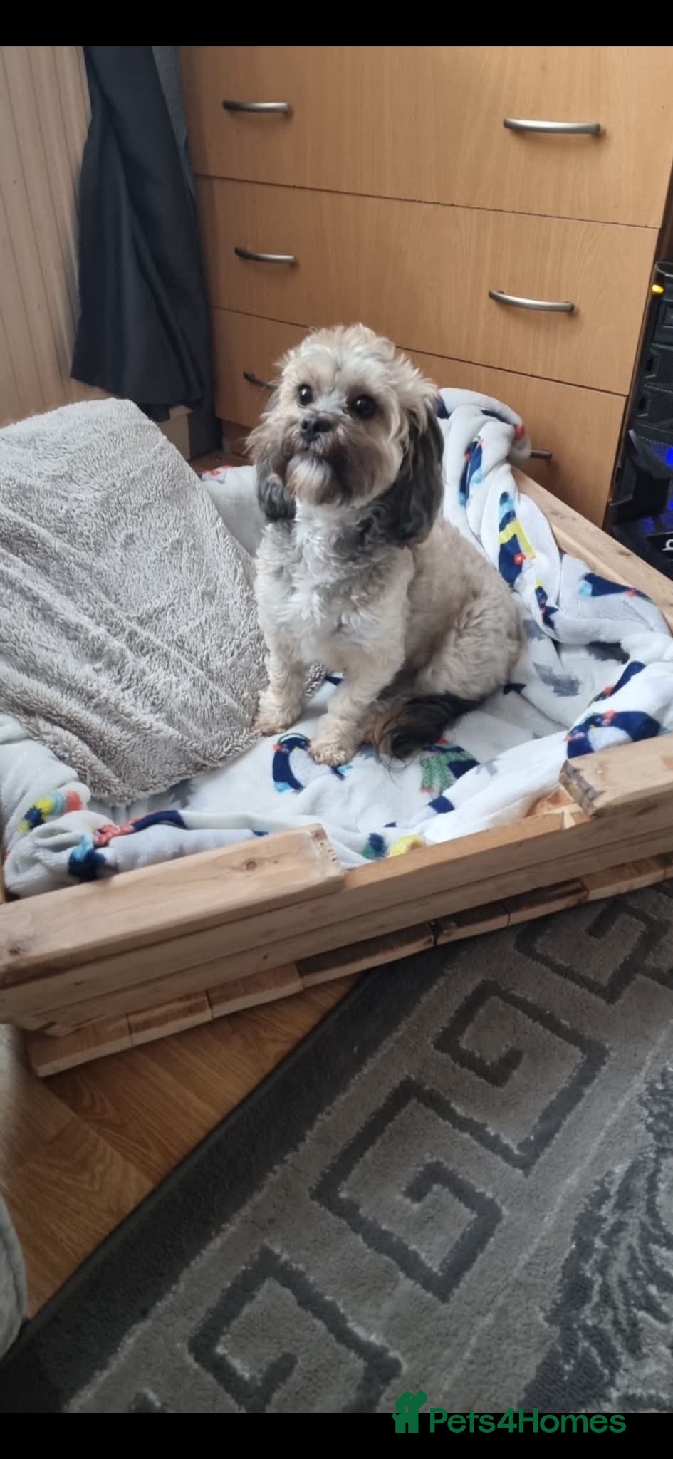 Shihpoo dogs Shih-poo - Advert 1