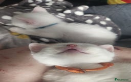 Turkish Angora cats for sale: Turkish angora cross Bengal  - Image 24