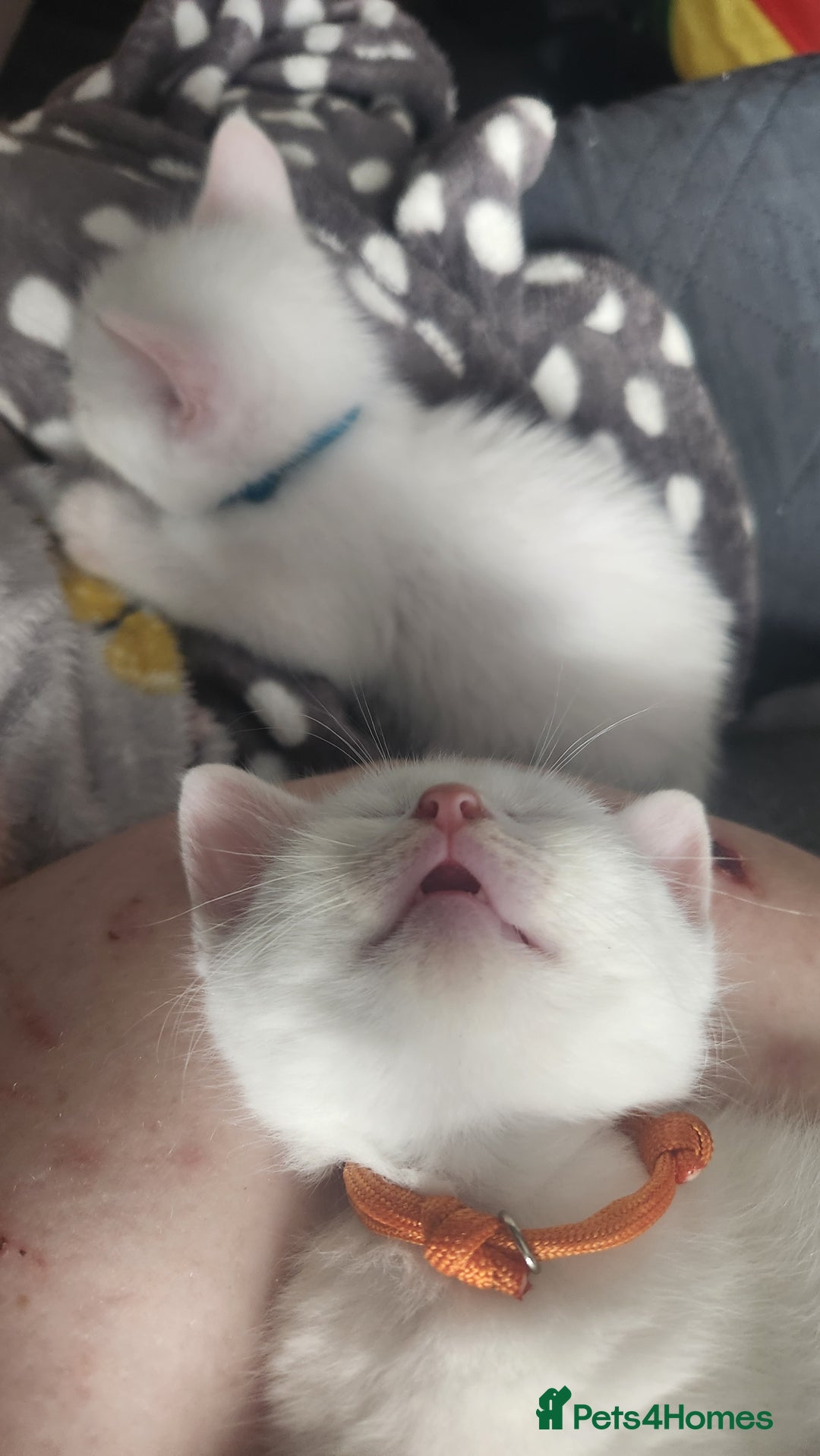 Turkish Angora cats for sale: Turkish angora cross Bengal  - Image 24