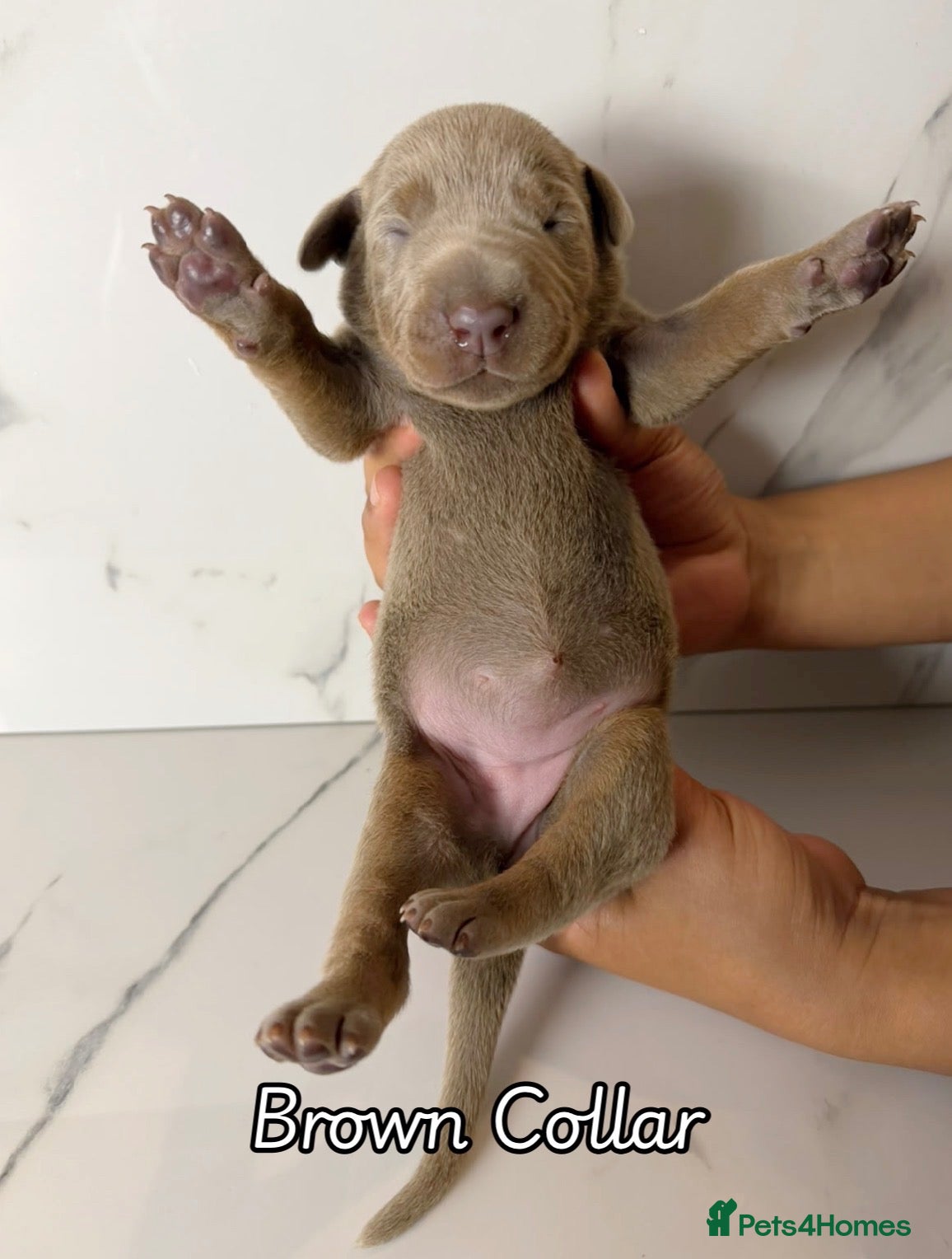 Dobermann dogs Beautiful KC Registered Puppies - Advert 1