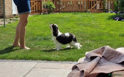 Cavalier King Charles Spaniel dogs for sale: Beautifully marked tri-colour Dog puppy - Image 6