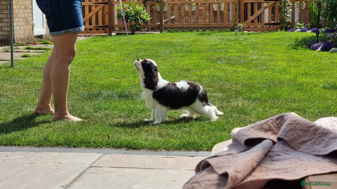 Cavalier King Charles Spaniel dogs for sale: Beautifully marked tri-colour Dog puppy - Image 6