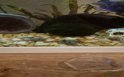 Shrimps fish for sale: Shrimp tank for sale  - Image 2