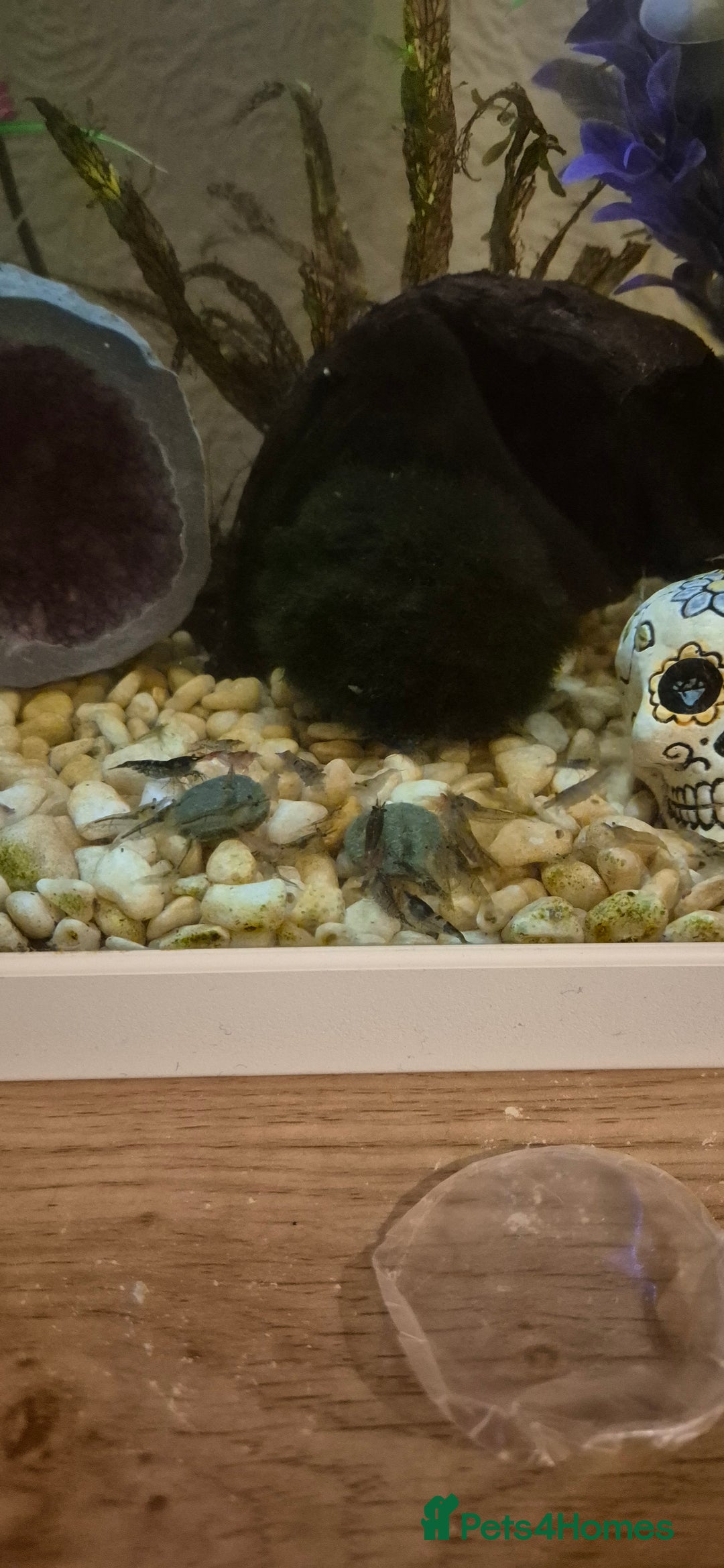 Shrimps fish for sale: Shrimp tank for sale  - Image 2