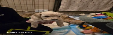 Cavapoo Puppy 6