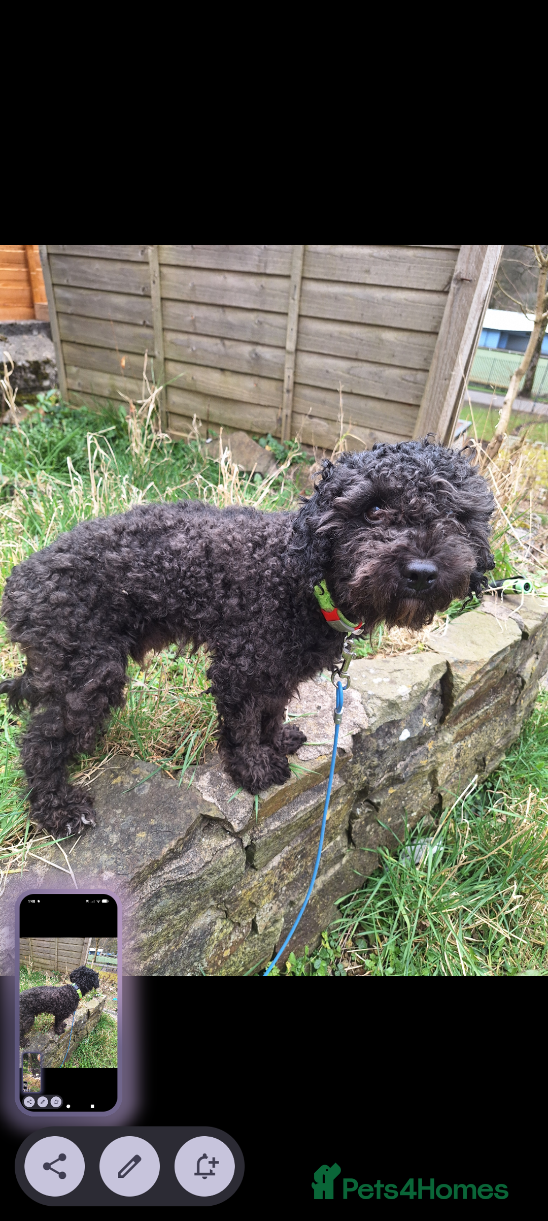 Poochon dogs for sale: 2 year old poochon boy in need of forever home  - Image 8